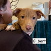 Gilbert - Photo 4