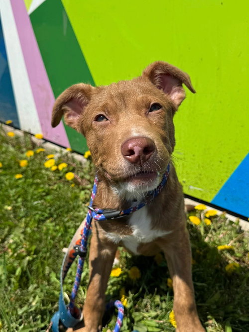 GILBERT - Australian Shepherd / Pit Bull Terrier available for adoption