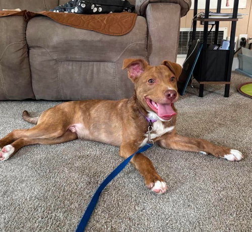 GILBERT - Australian Shepherd / Pit Bull Terrier for adoption in Aurora