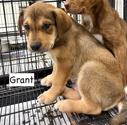 Grant, an adoptable Boxer in GILBERTS, IL