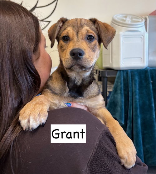 picture of the dog needing adoption