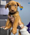Griffin - Photo 6