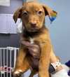 Griffin - Photo 7
