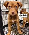 Griffin - Photo 5