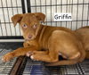 Griffin - Photo 4