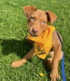 Griffin - Photo 1