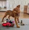 Griffin - Photo 2