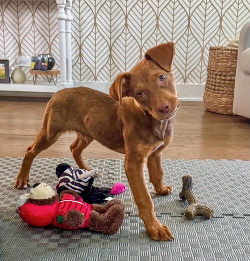 GRIFFIN - Australian Shepherd / Pit Bull Terrier available for adoption