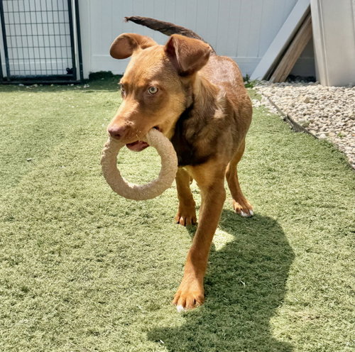 GRIFFIN - Australian Shepherd / Pit Bull Terrier for adoption in Aurora