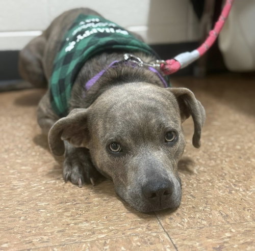 picture of the dog needing adoption