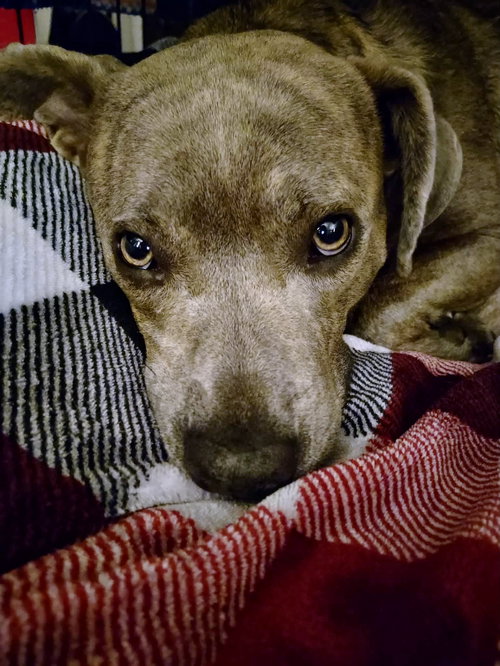 Gretta, an adoptable Pit Bull Terrier in GILBERTS, IL