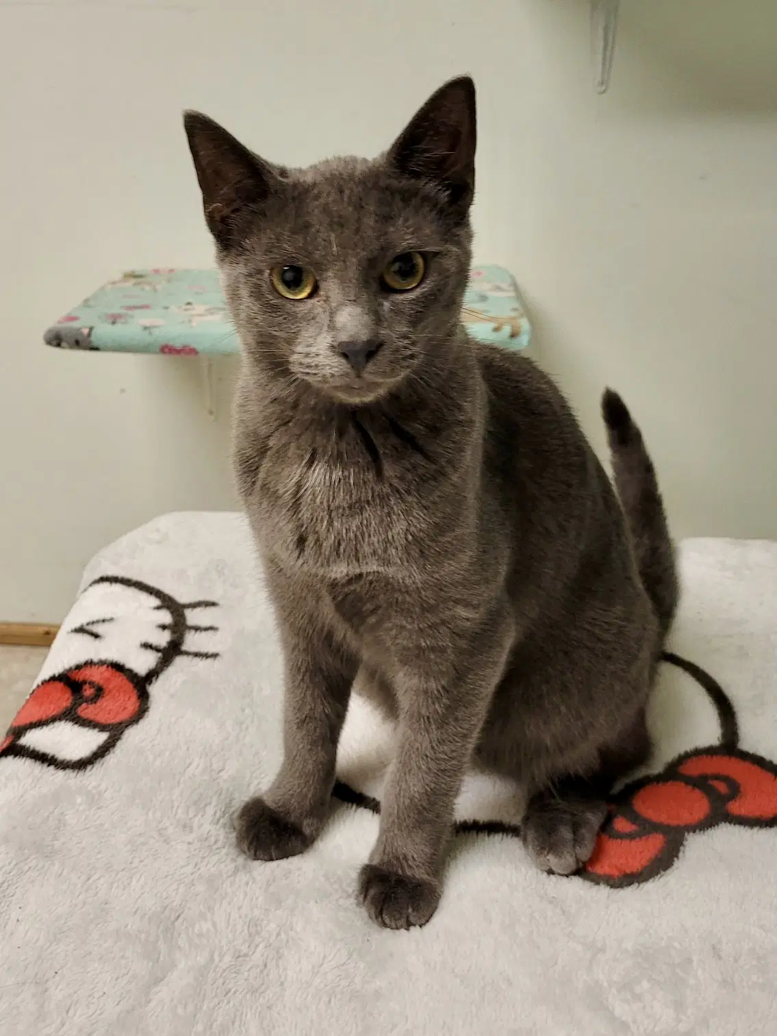 Cat - Edison - Domestic Short Hair