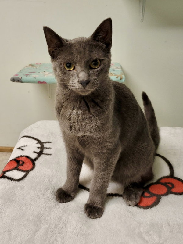 CAT - Edison