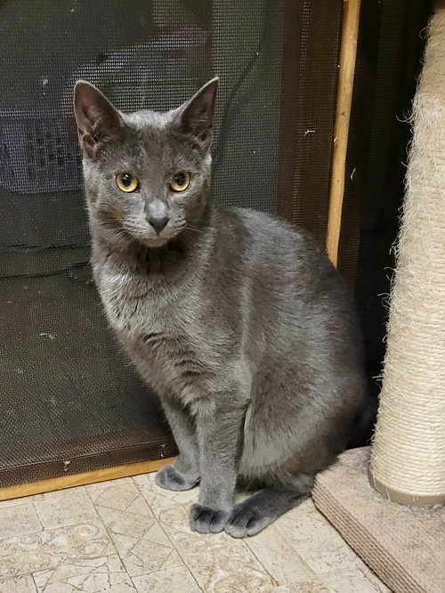 CAT - Edison, a cat for adoption from Project Hope Animal