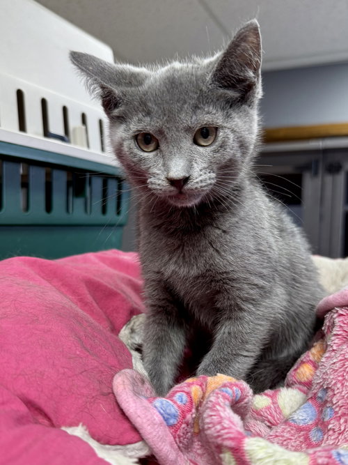 CAT - Ethel, an adoptable Domestic Short Hair in GILBERTS, IL