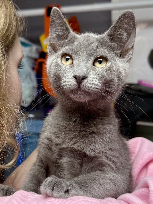 picture of the cat needing adoption