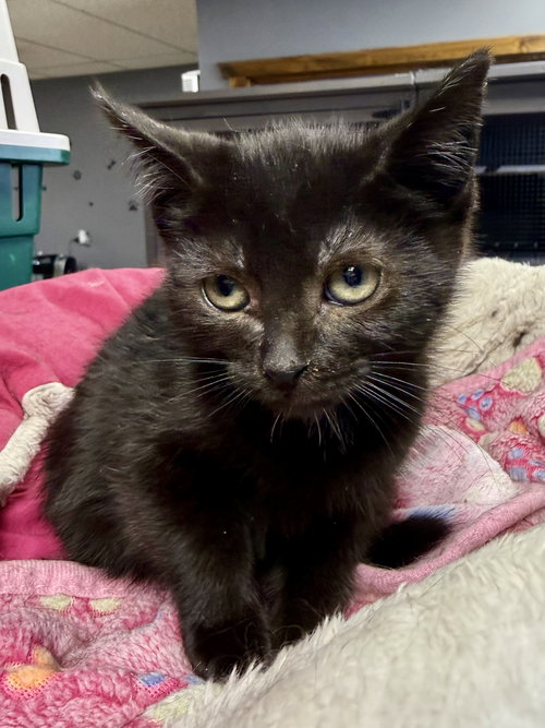 CAT - Etta, an adoptable Domestic Short Hair in GILBERTS, IL