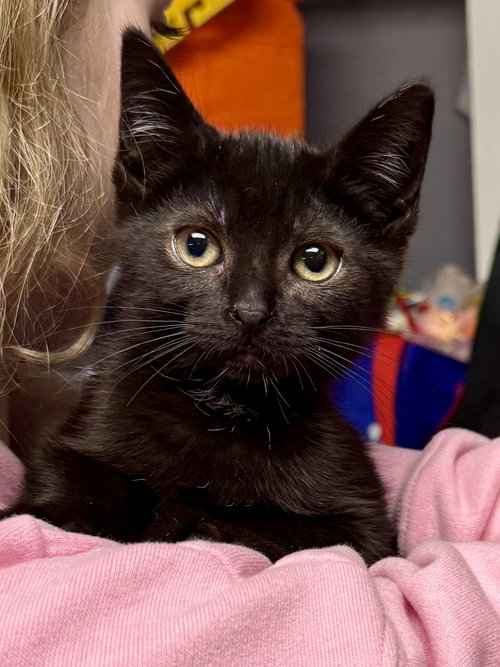 picture of the cat needing adoption