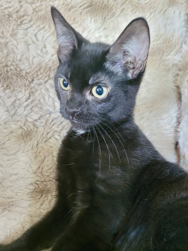 CAT - Eileen