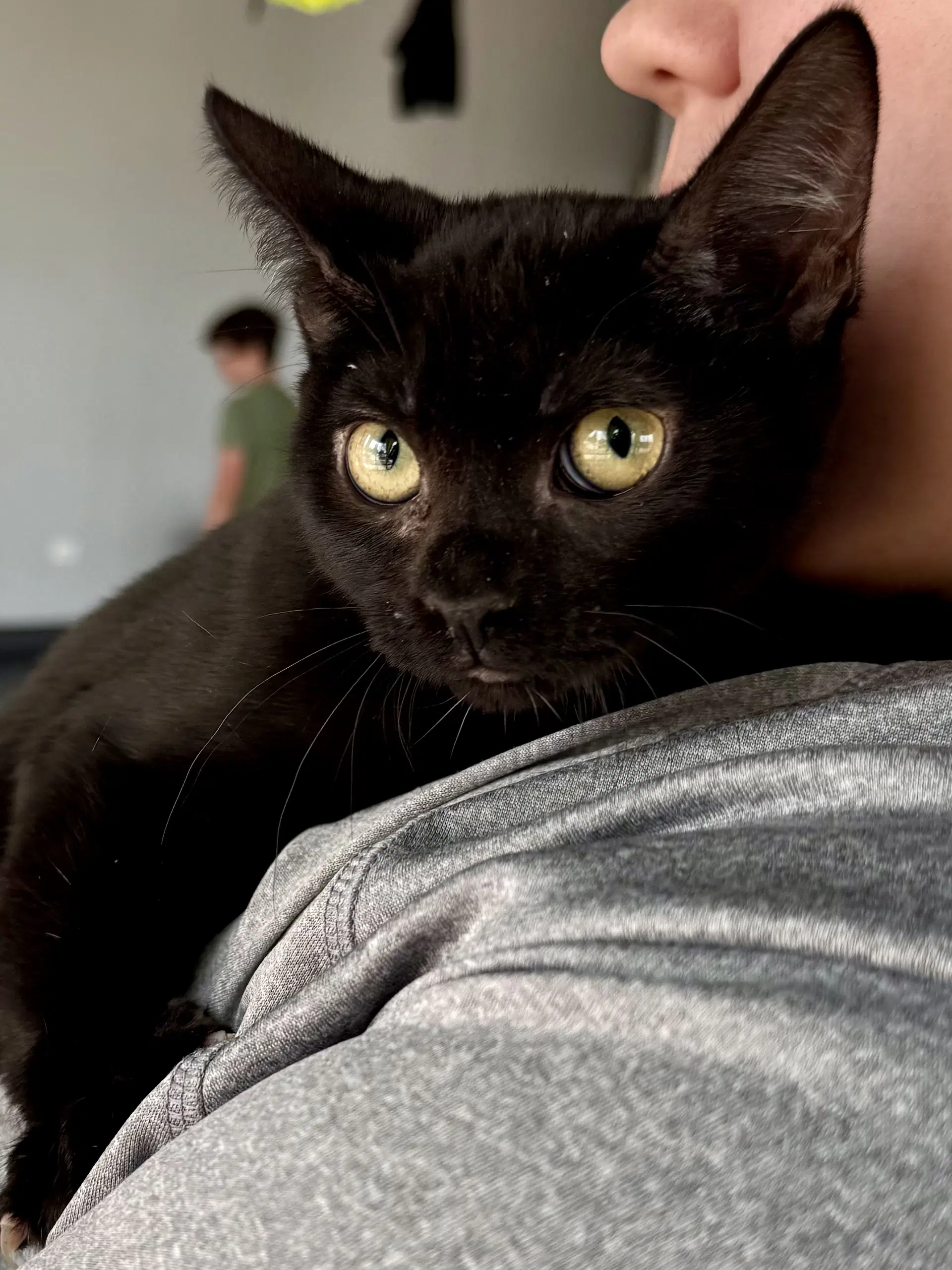 Cat - Eileen image 4