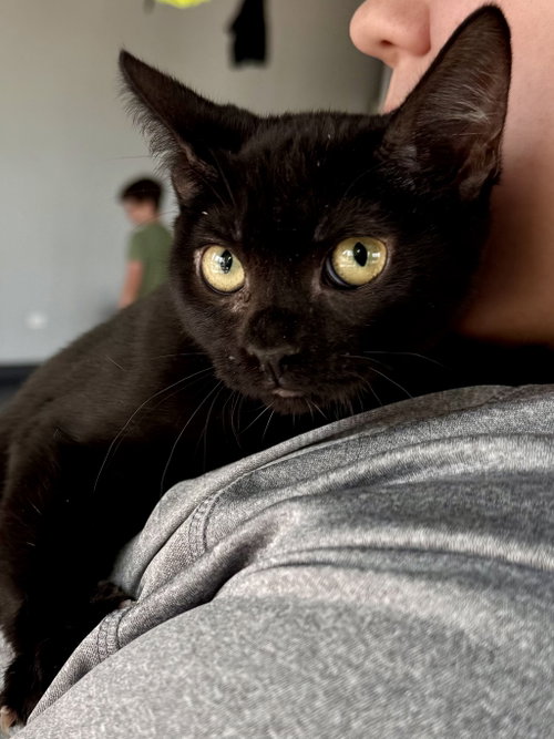 CAT - Eileen
