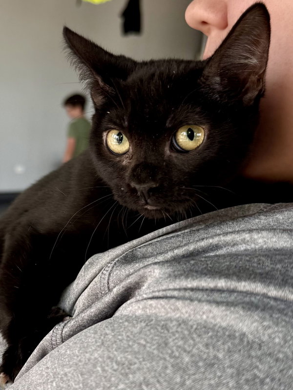 CAT - Eileen