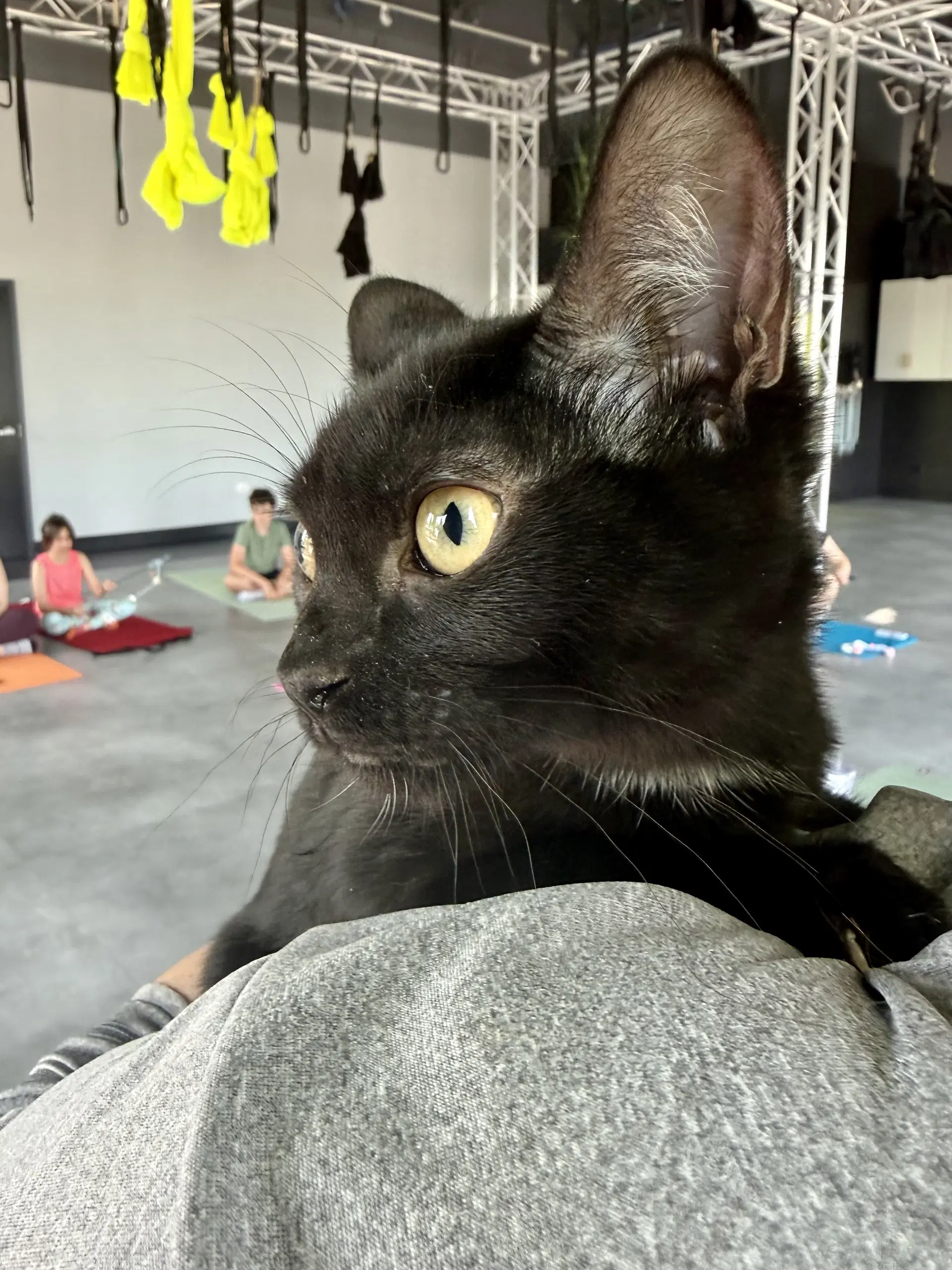 Cat - Eileen image 3