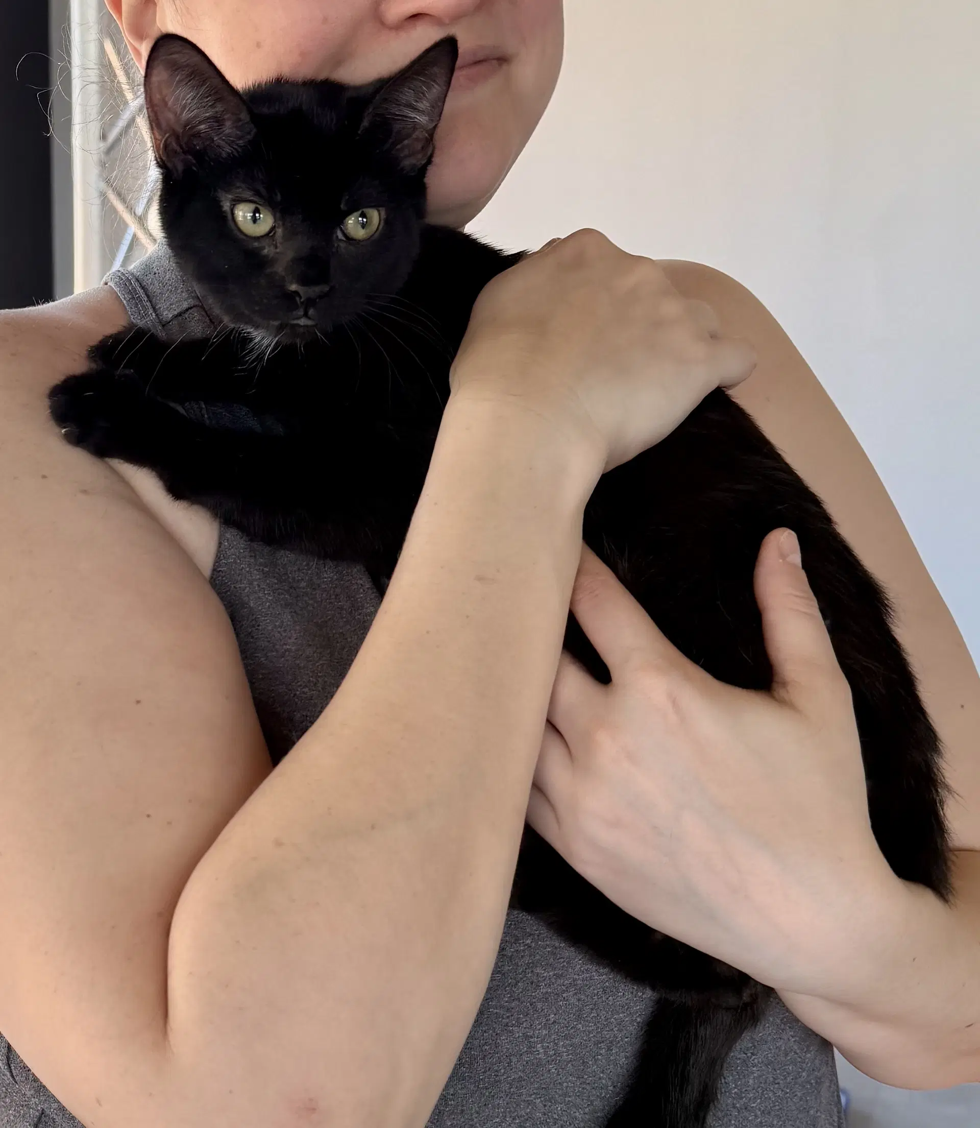 Cat - Eileen - Domestic Short Hair