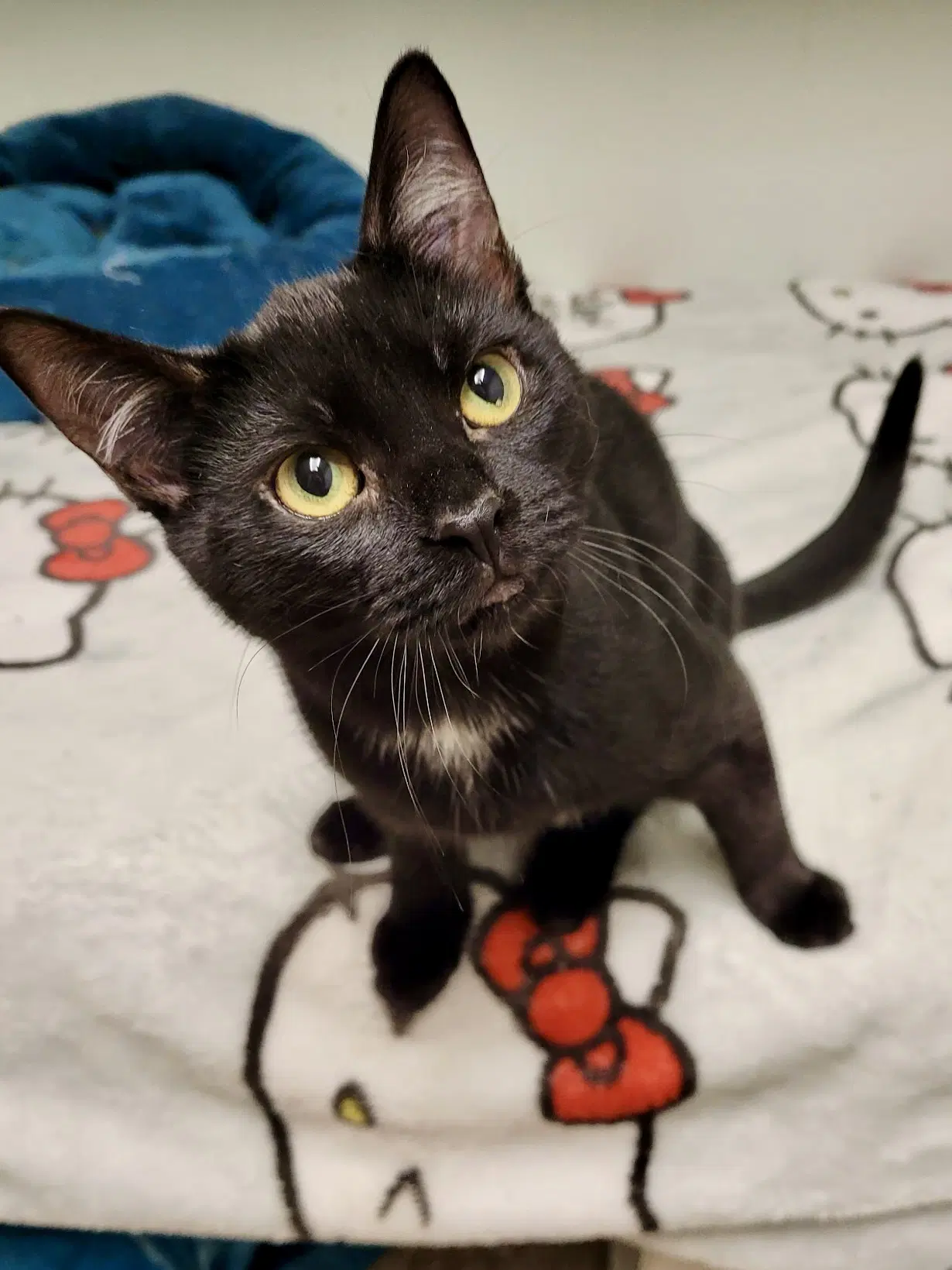 Cat - Eileen image 1