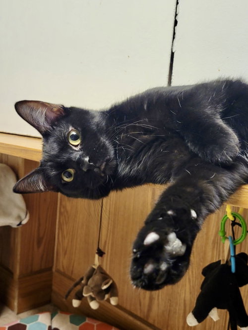 CAT - Eileen, a cat for adoption from Project Hope Animal