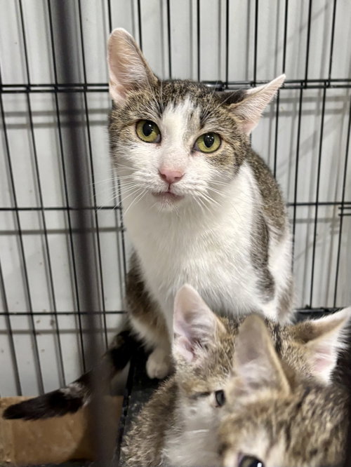 CAT - Francesca, an adoptable Domestic Short Hair in Gilberts, IL