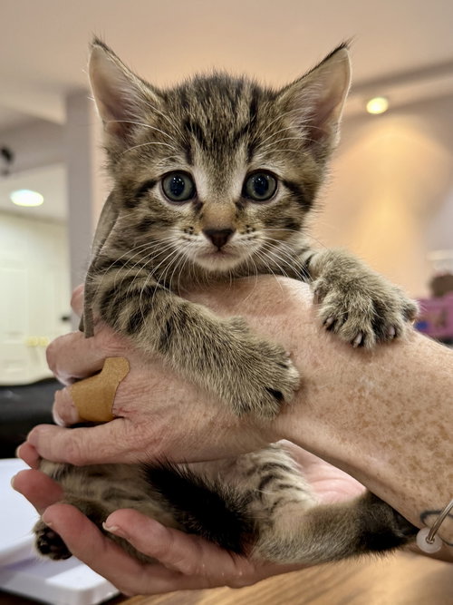 CAT - Fabio, an adoptable Domestic Short Hair in Gilberts, IL