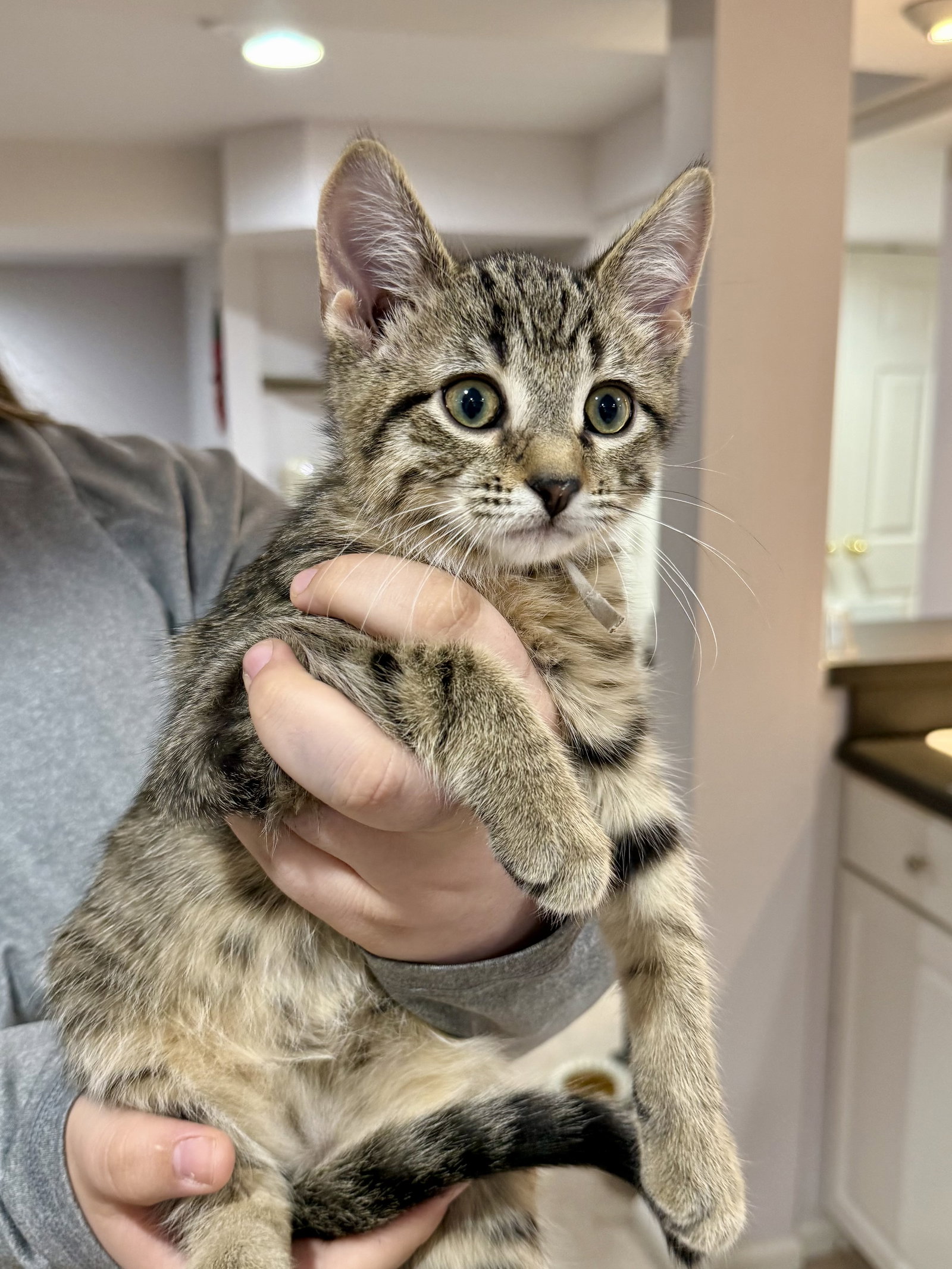 CAT - Fabio