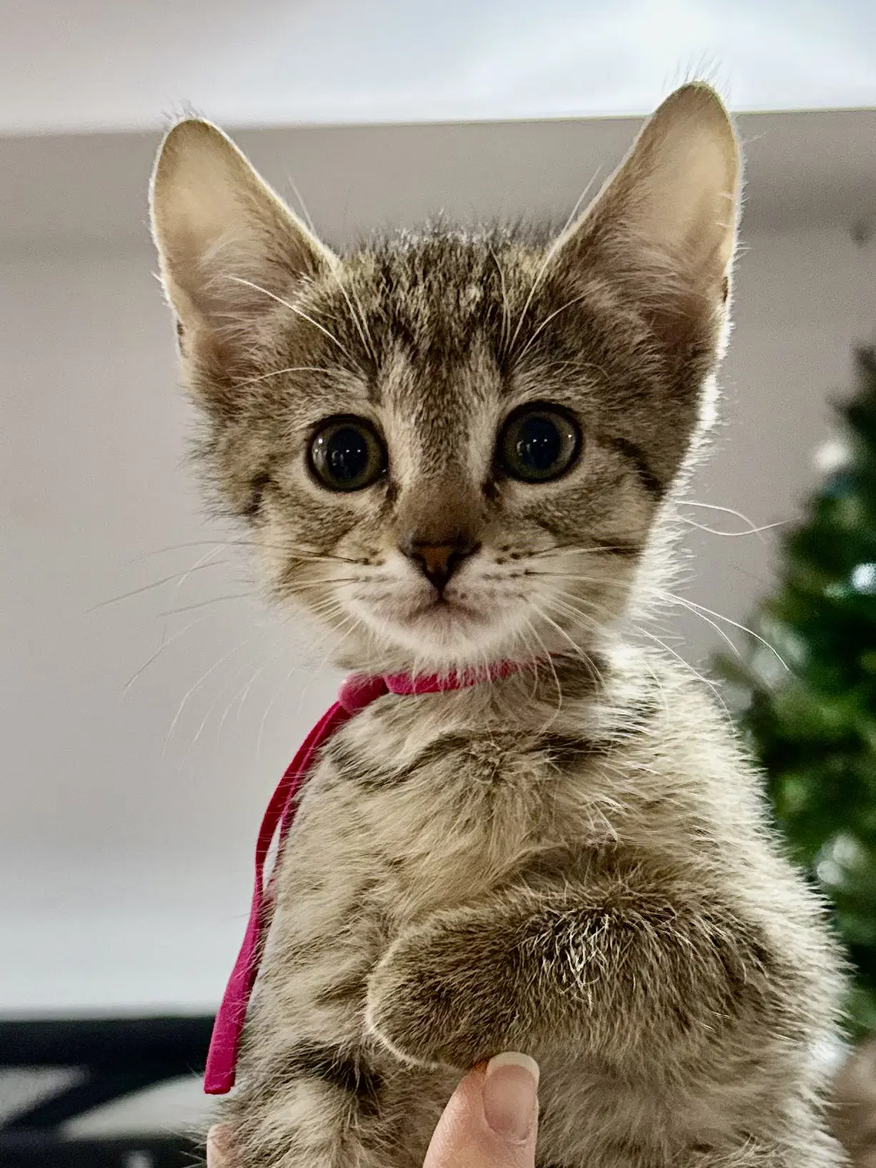 Cat - Fifi image 4
