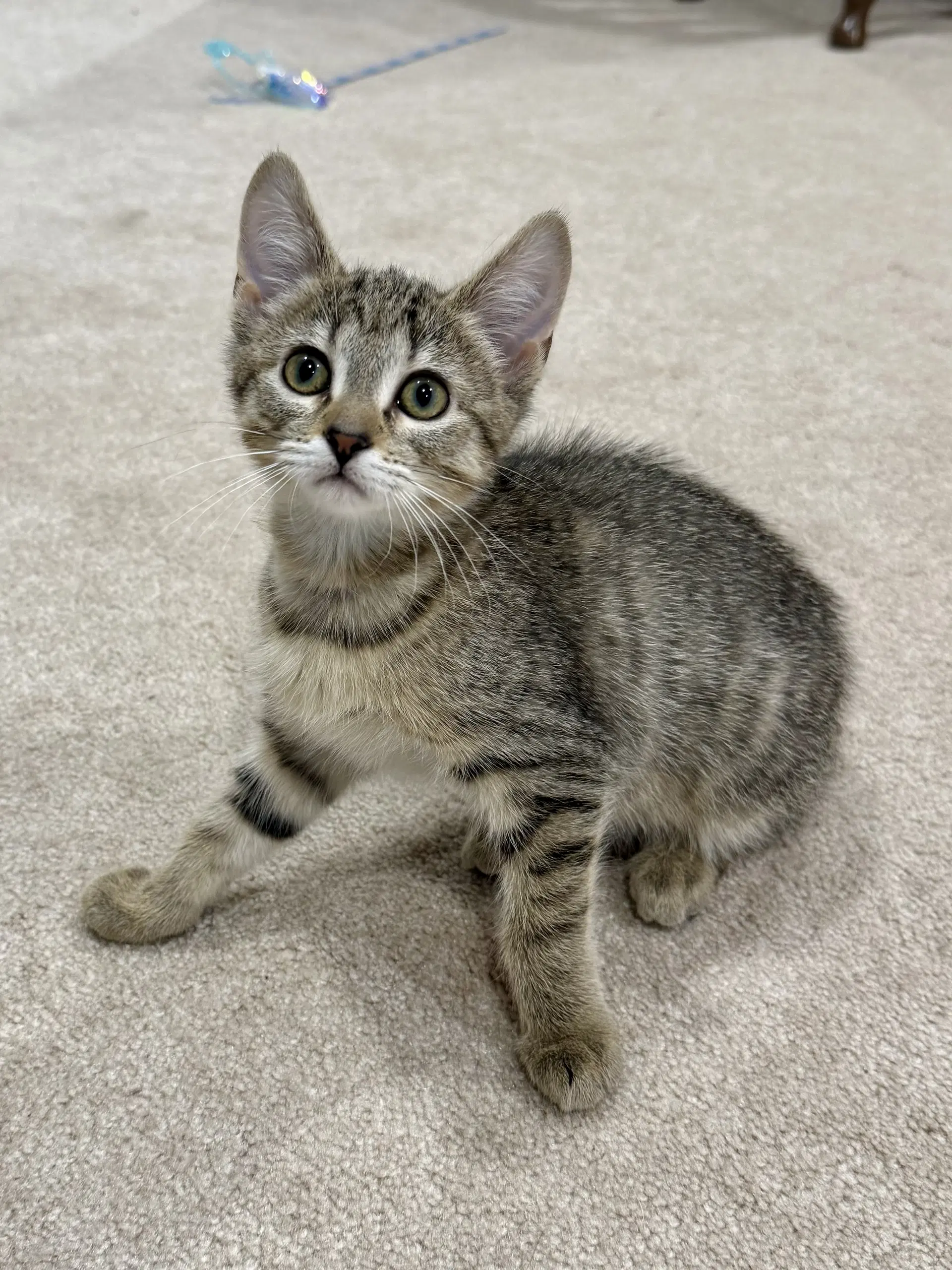 Cat - Fifi image 3
