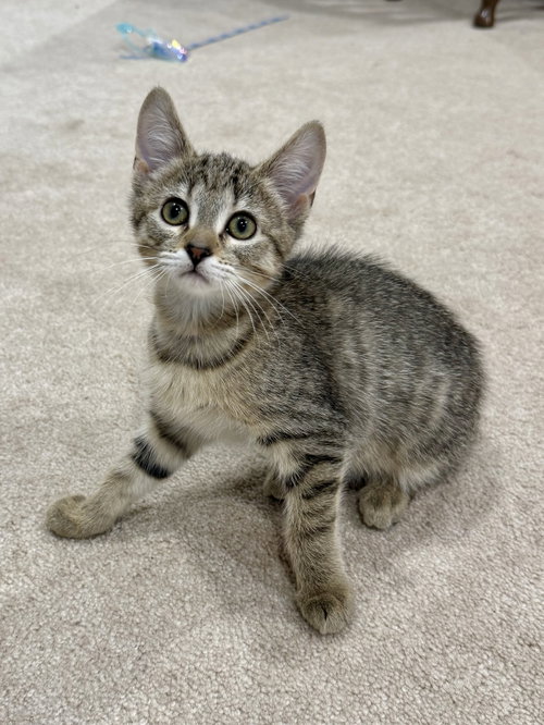 CAT - Fifi