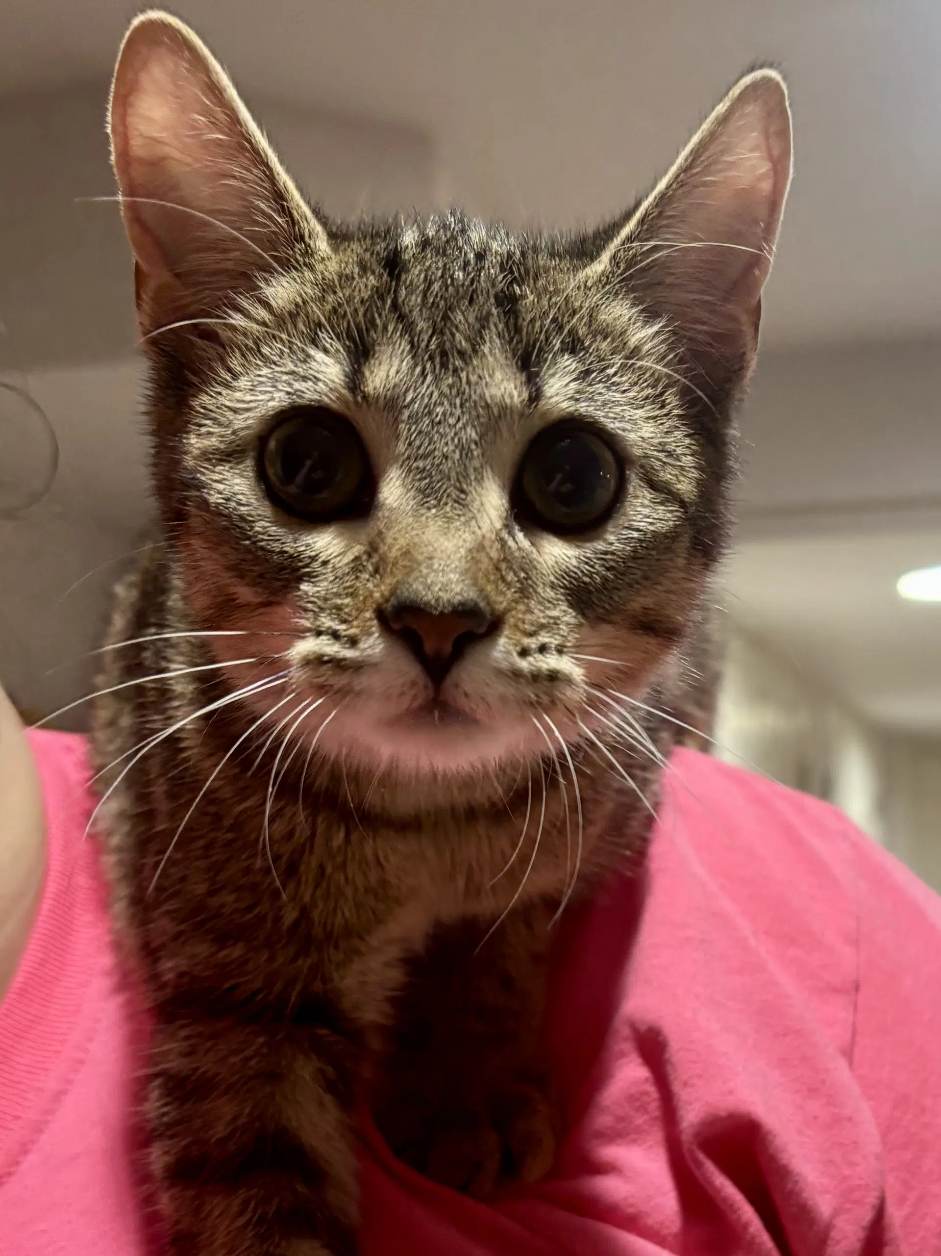 Cat - Fifi - Domestic Short Hair