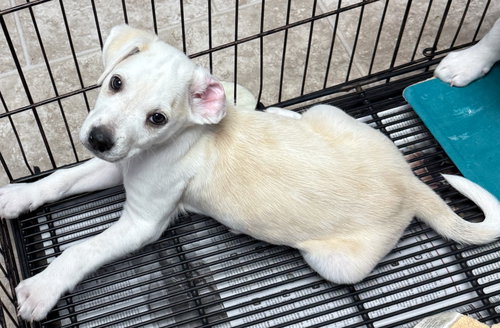 picture of the dog needing adoption