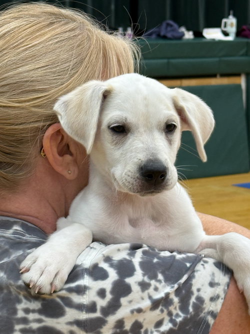 Hudson, an adoptable Anatolian Shepherd in Gilberts, IL