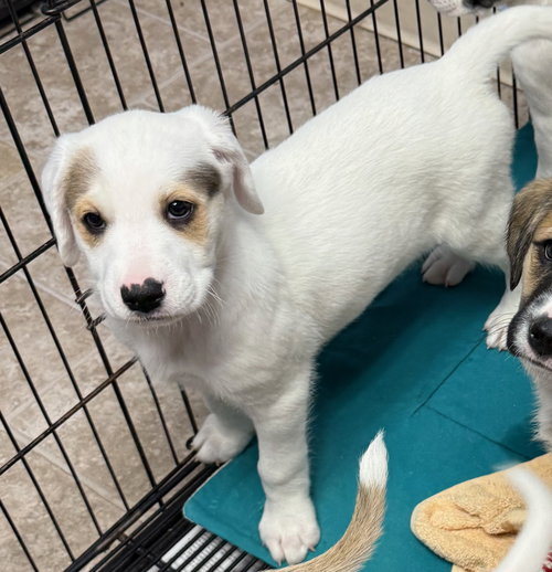 picture of the dog needing adoption