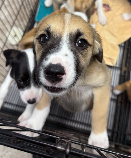 picture of the dog needing adoption