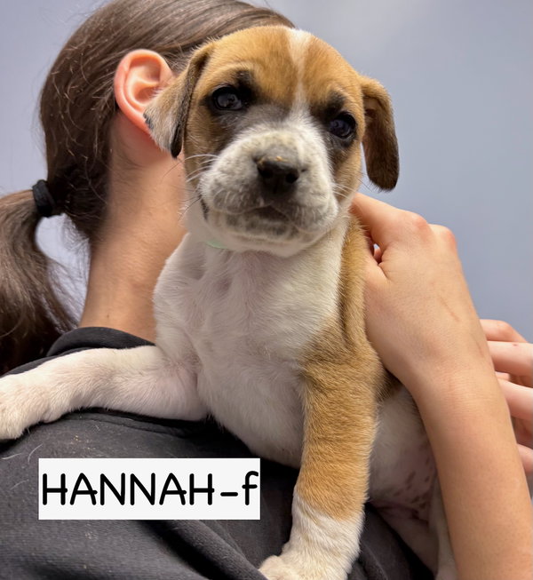 Hannah