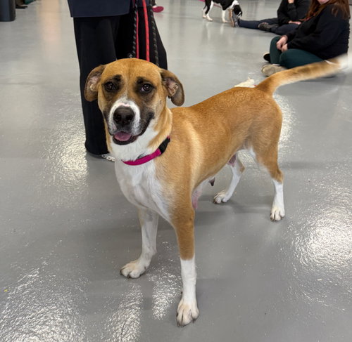 picture of the dog needing adoption