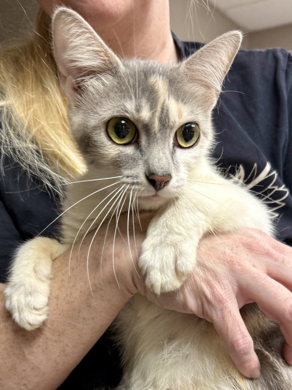 CAT - Gidget
