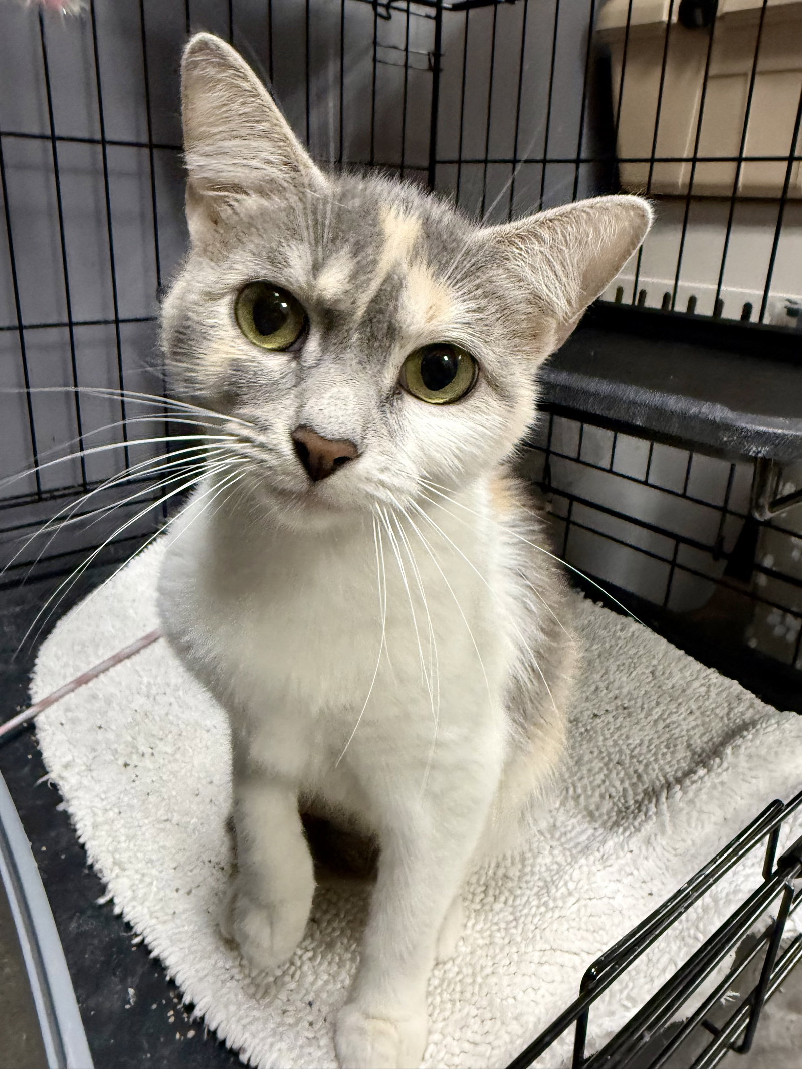 CAT - Gidget
