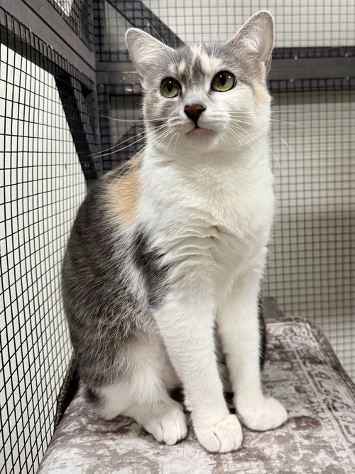 CAT - Gidget, Young Domestic Short Hair / Dilute Calico (short coat), cat for adoption in Des Plaines, Illinois