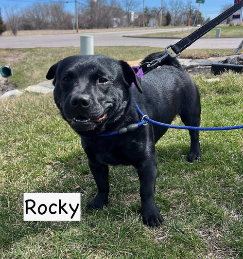 picture of the dog needing adoption