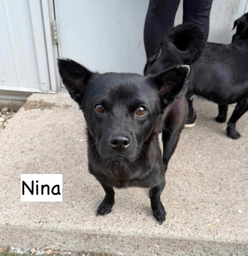 Nina, an adoptable Chow Chow in GILBERTS, IL