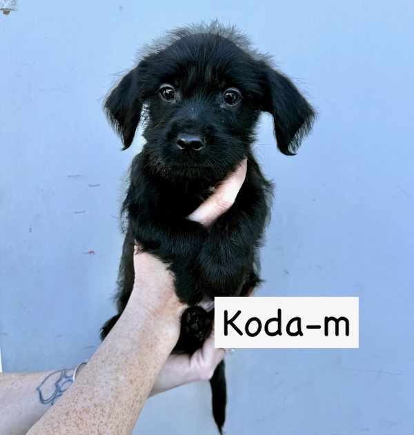 Koda