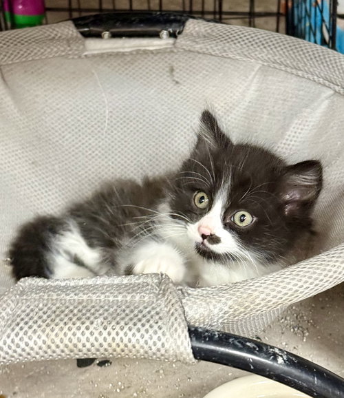 CAT - Harrison, Baby Domestic Medium Hair (medium coat), cat for adoption in Orland Park, Illinois